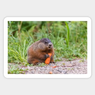 The Beaver and the carrot Sticker